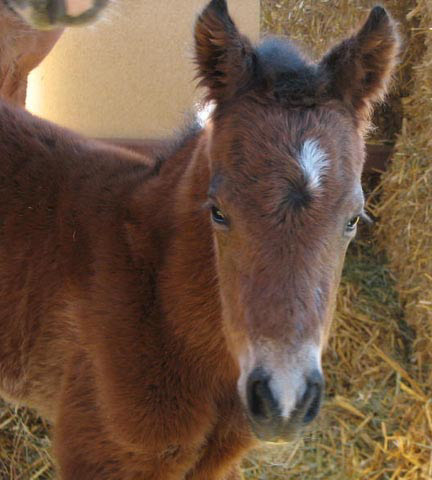 Looks just like his sire